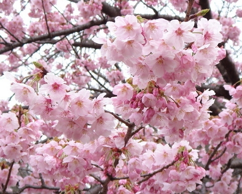 生辰八字桃花運(yùn) 生辰八字桃花運(yùn)